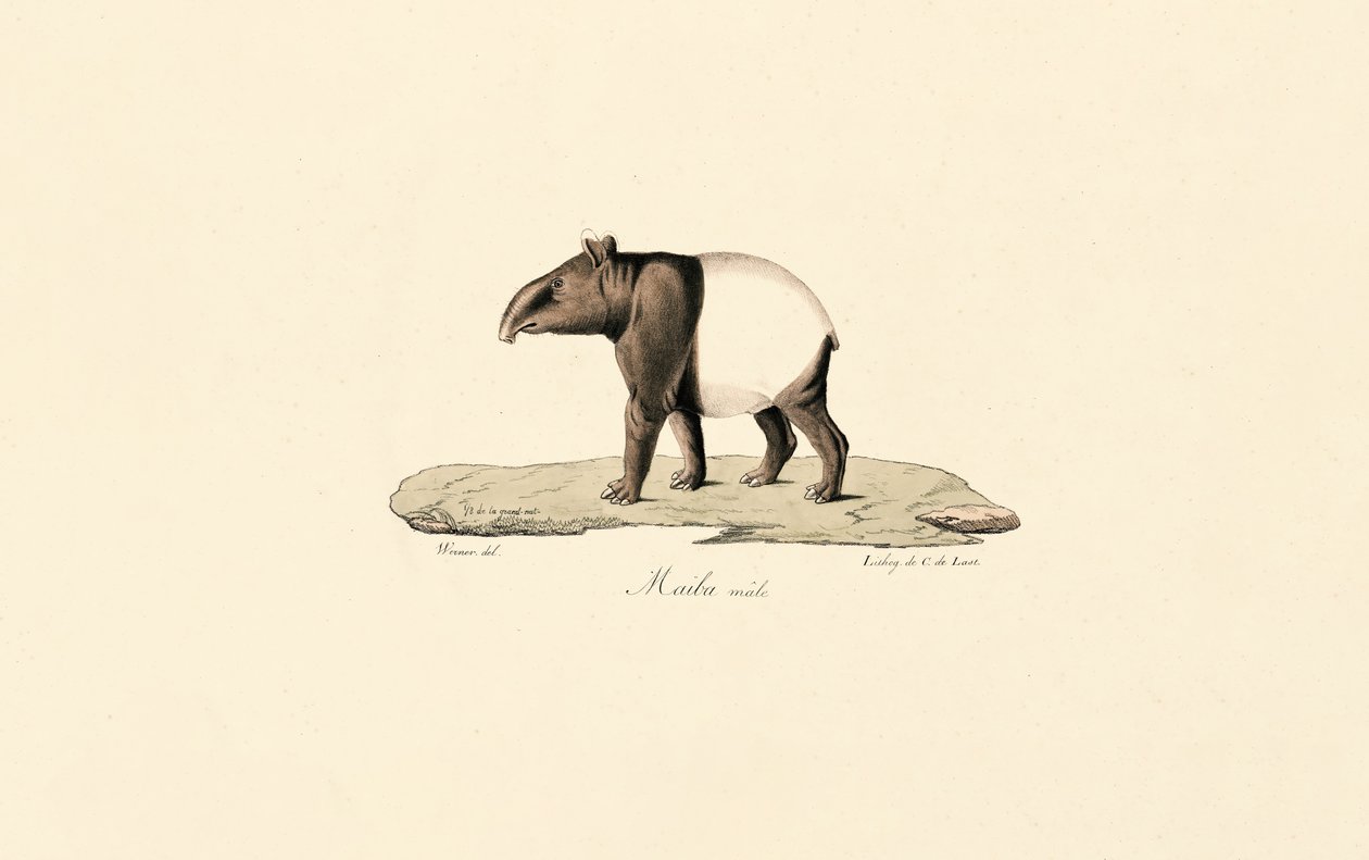 Tapir malais - Jacques Christophe Werner