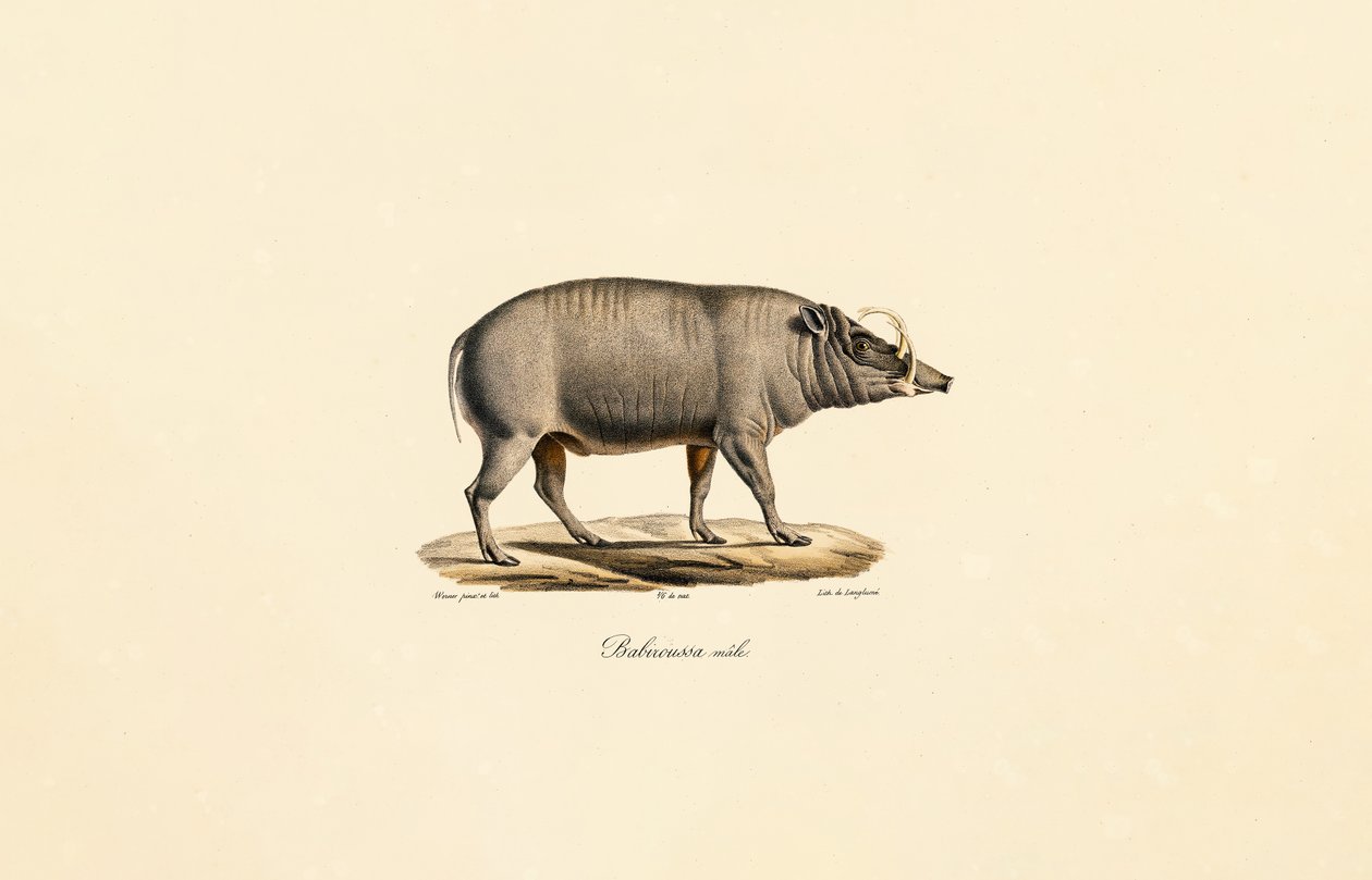 Mâle Babirusa - Jacques Christophe Werner