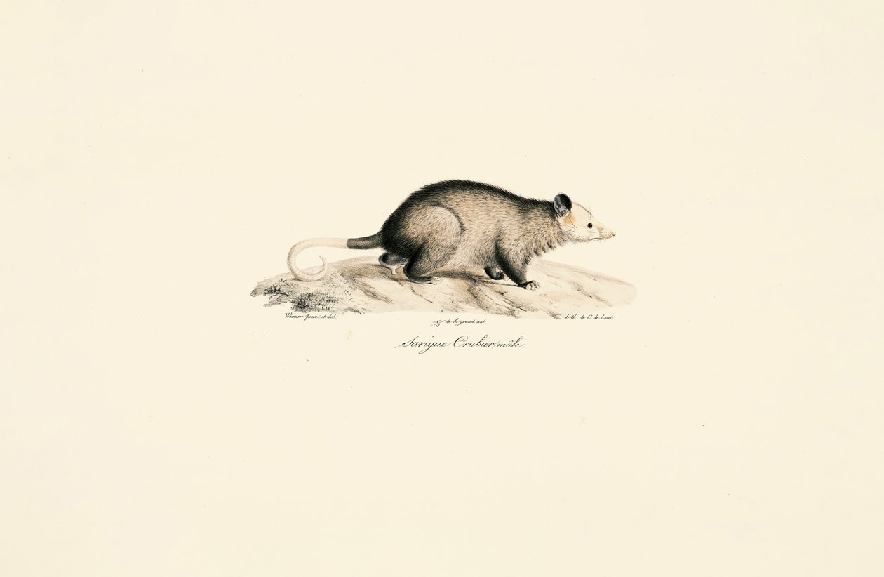 Opossum laineux à queue nue mâle - Jacques Christophe Werner