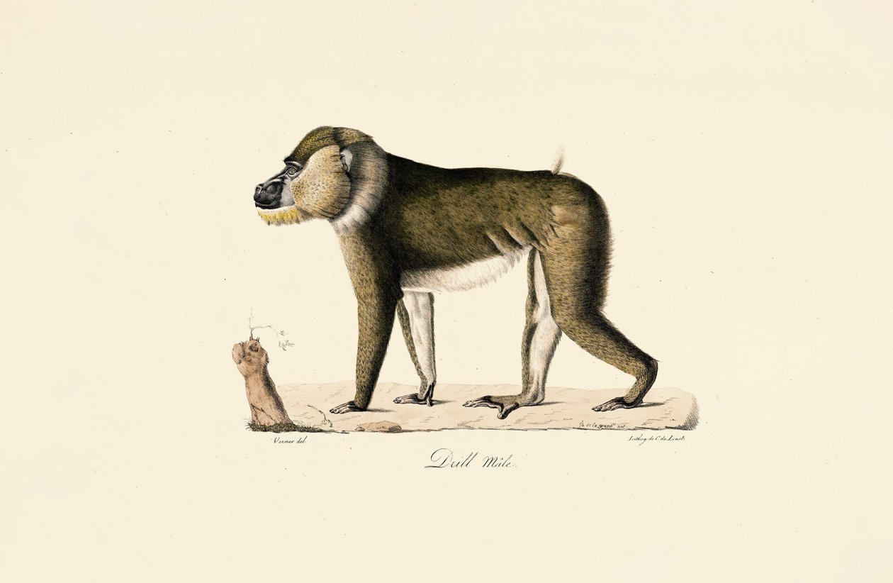 Babouin Gelada mâle - Jacques Christophe Werner