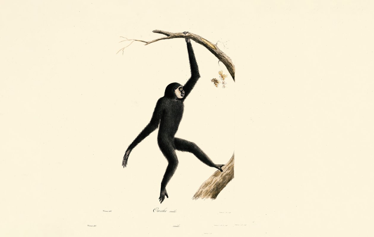 Homme Siamang - Jacques Christophe Werner