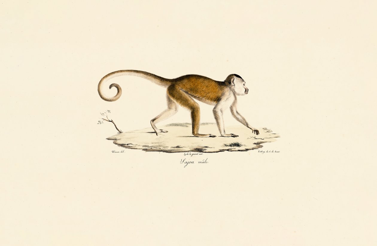Capucin mâle - Jacques Christophe Werner