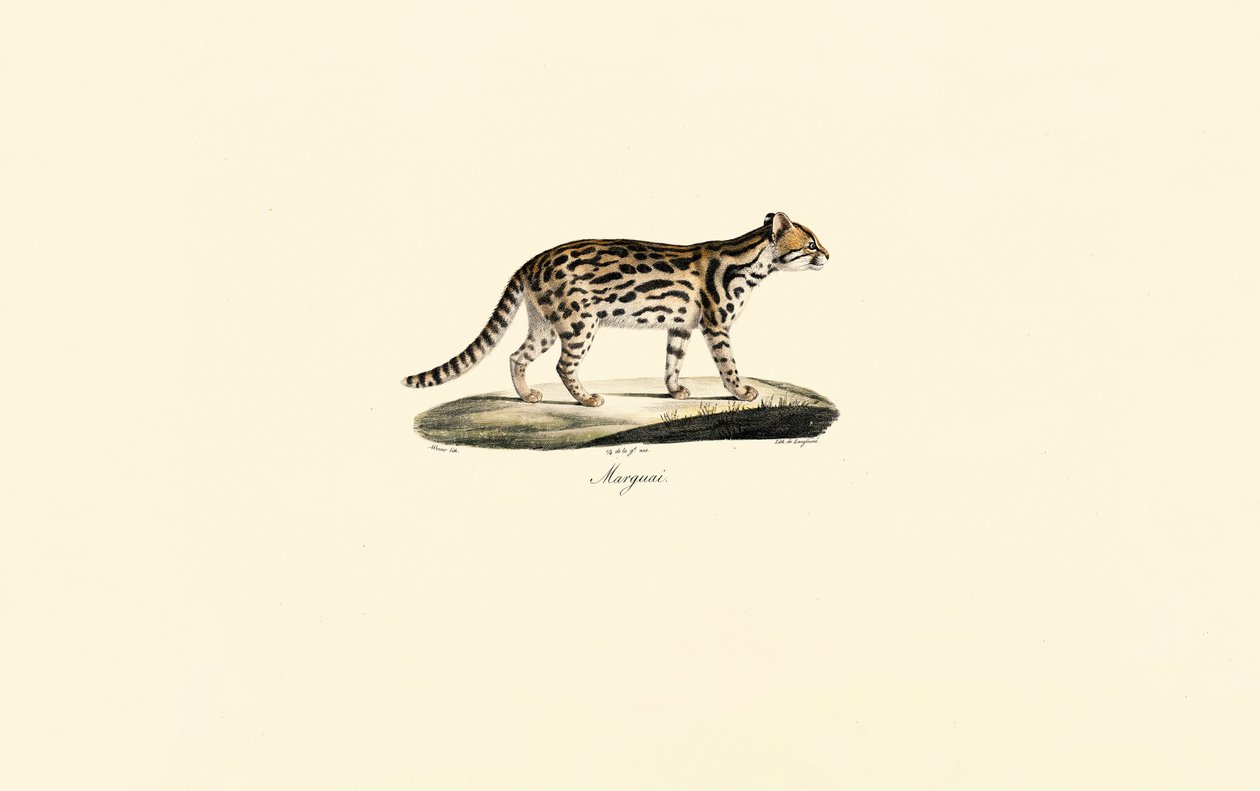 Margay - Jacques Christophe Werner