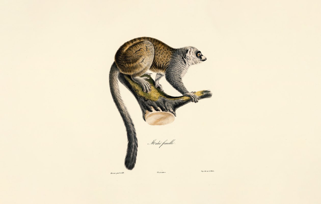 Lémurien mangouste (femelle) - Jacques Christophe Werner