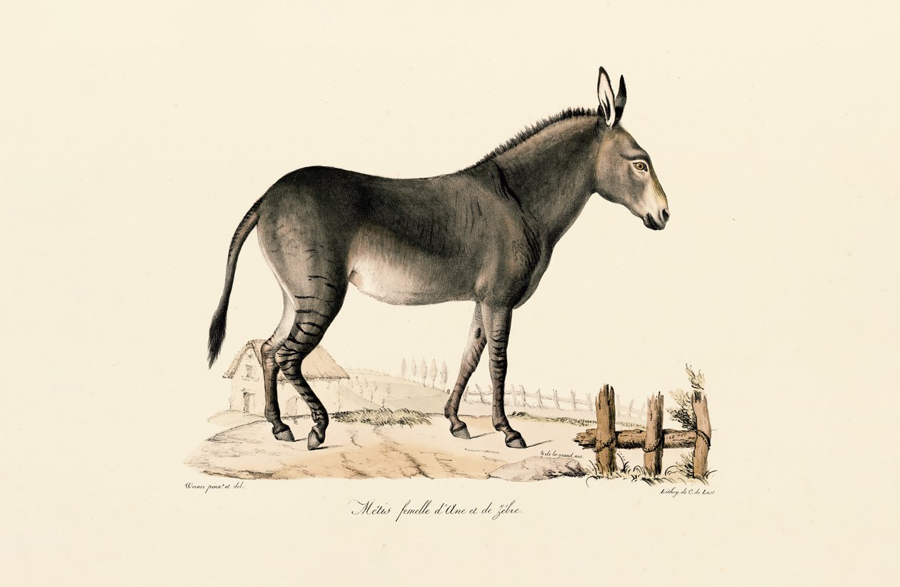 Mule - Jacques Christophe Werner