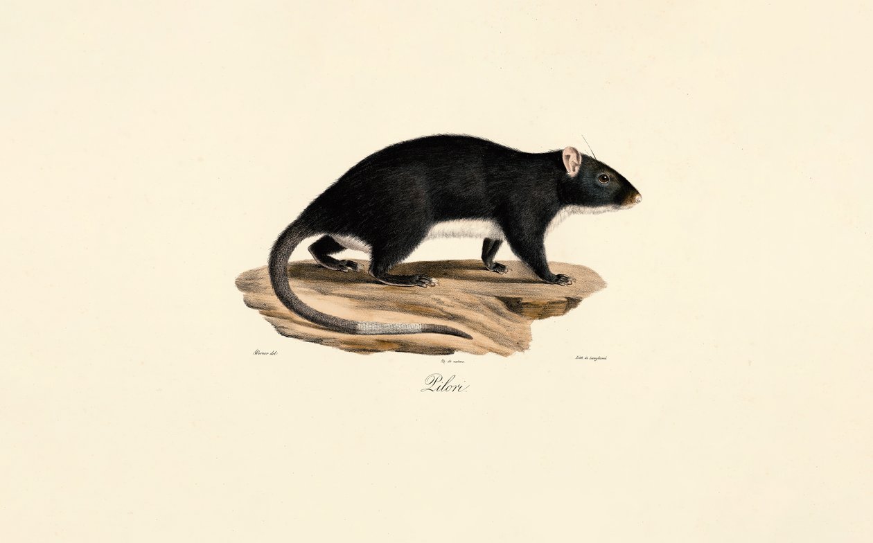 Muskrat - Jacques Christophe Werner