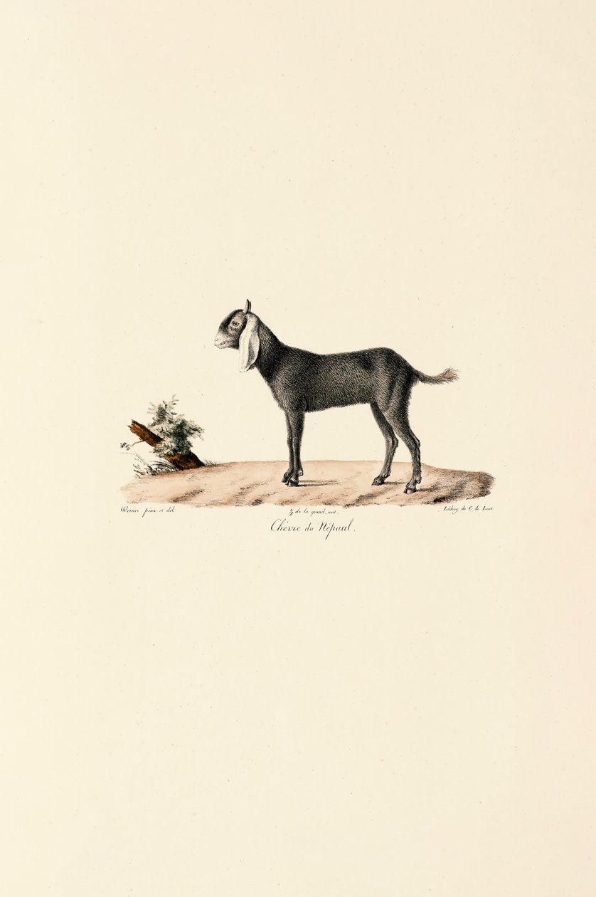 Chèvre népalaise - Jacques Christophe Werner