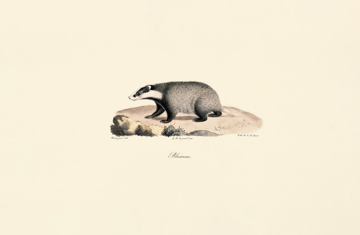 Chien de Terre-Neuve - Jacques Christophe Werner