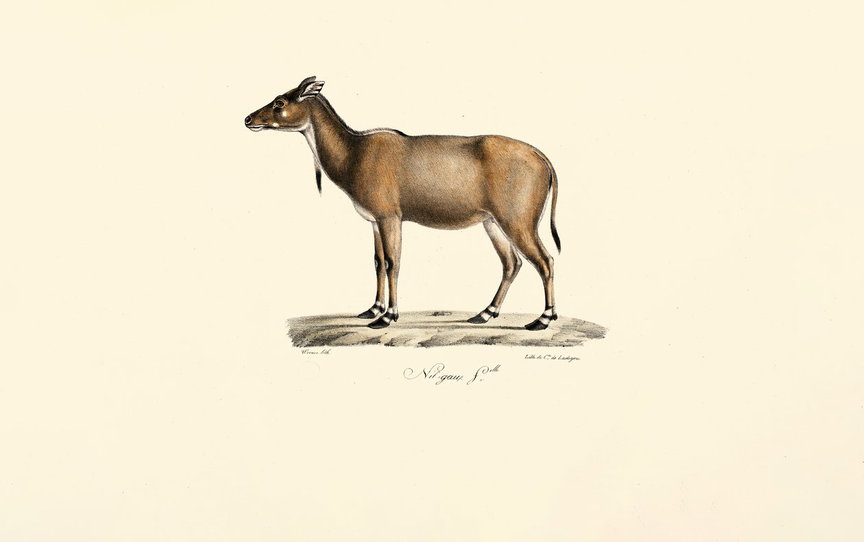 Antilope Nilgai - Jacques Christophe Werner