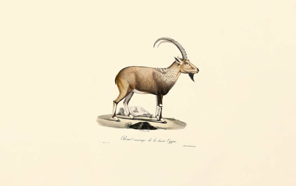 Bouquetin de Nubie - Jacques Christophe Werner