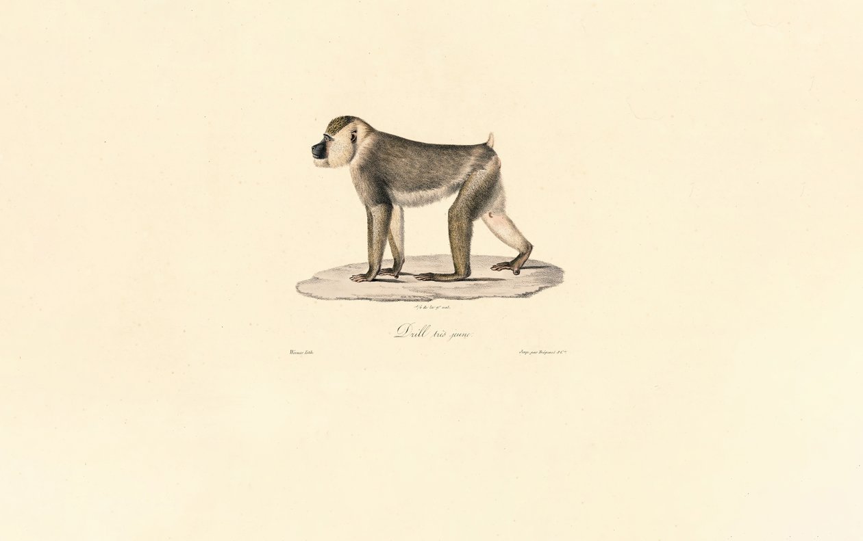 Babouin olive - Jacques Christophe Werner