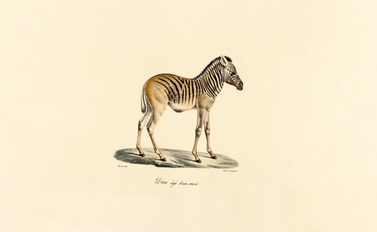 Zèbre de montagne d