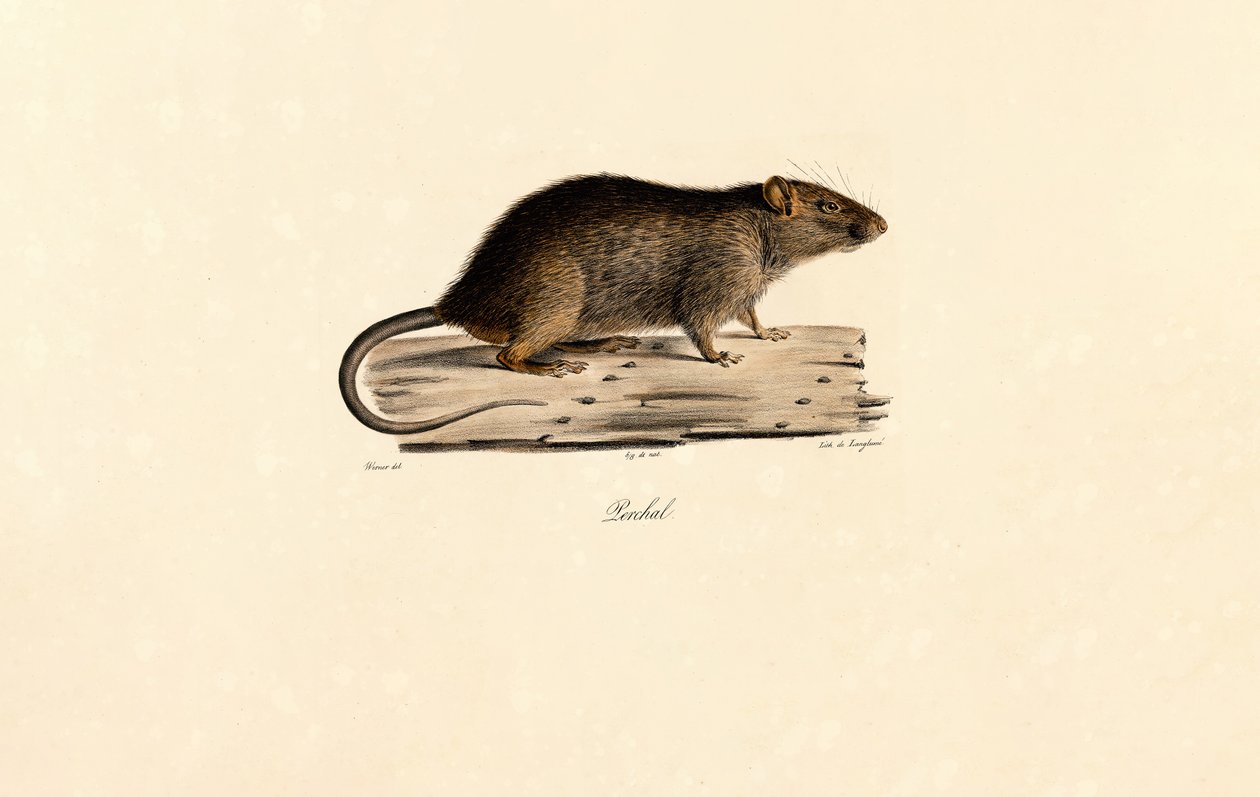 Rat du Pacifique - Jacques Christophe Werner