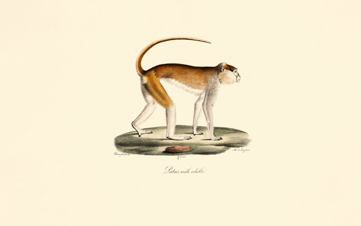 Patas Monkey (Patas mâle adulte) - Jacques Christophe Werner