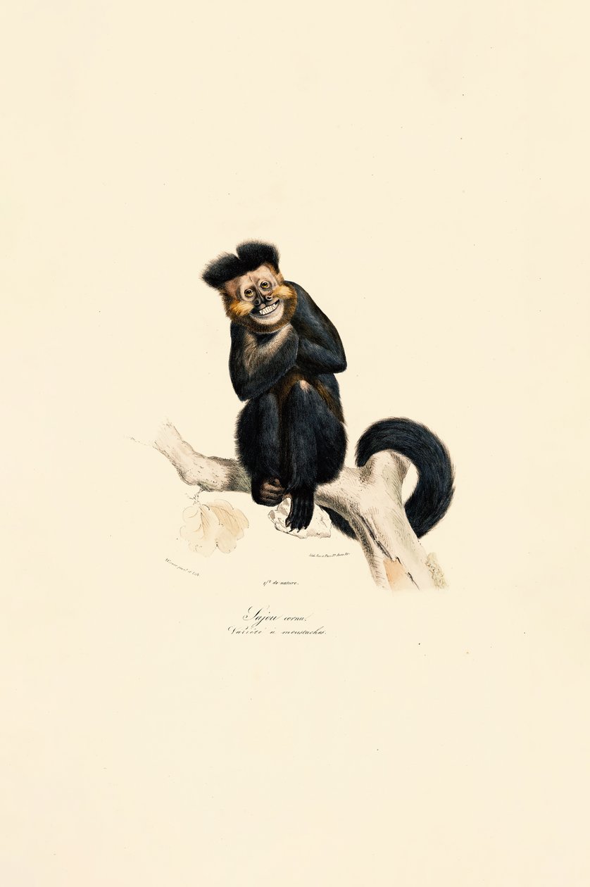 Gibbon à collier - Jacques Christophe Werner