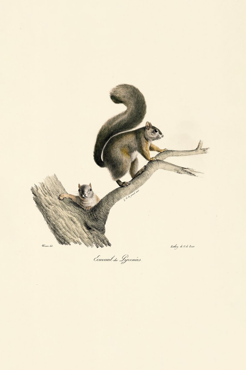 Écureuil des Pyrénées avec son petit - Jacques Christophe Werner