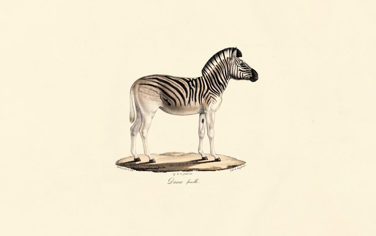 Quagga, femelle - Jacques Christophe Werner
