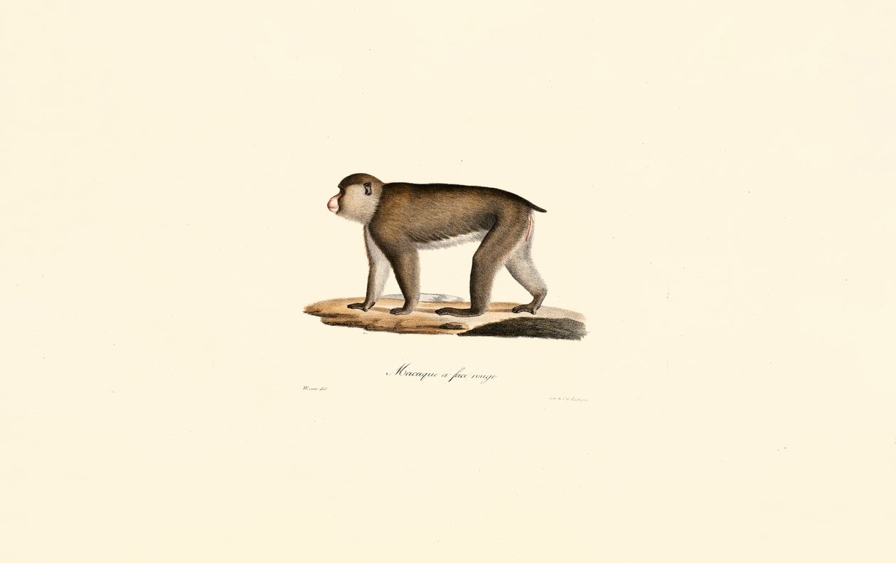 Macaque à face rouge - Jacques Christophe Werner