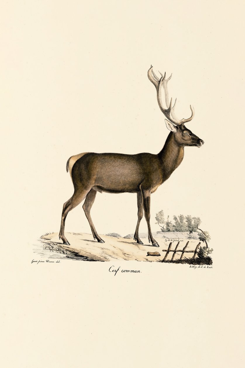 Red Deer - Jacques Christophe Werner