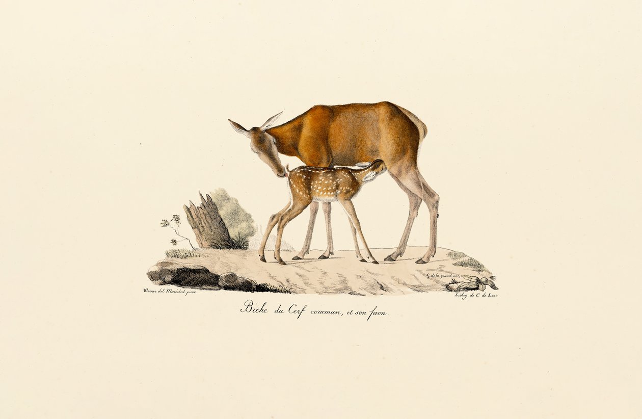 Biche et veau de cerf rouge - Jacques Christophe Werner