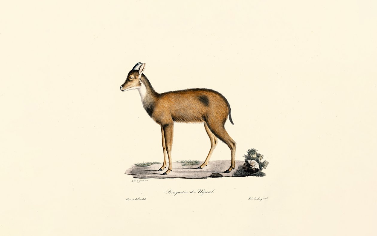 Plongeur de la forêt rouge - Jacques Christophe Werner