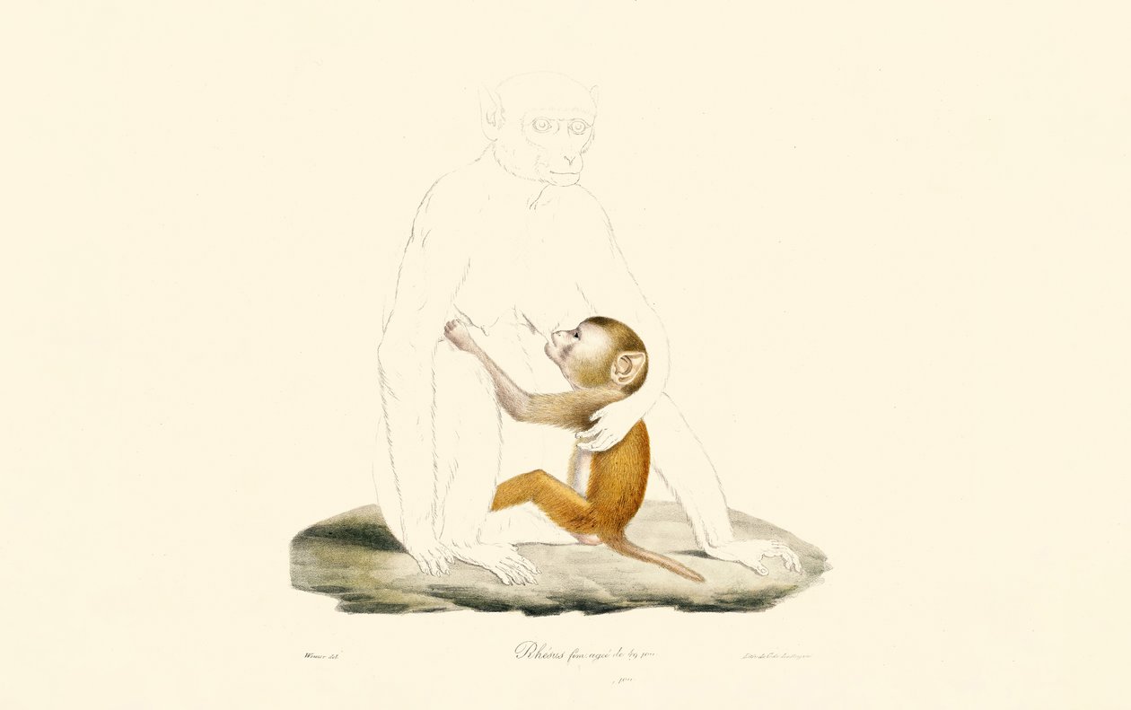 Macaque rhésus nourrisson - Jacques Christophe Werner