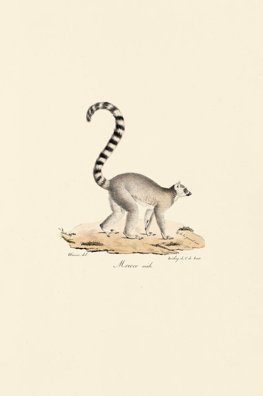 Lémurien à queue annulaire Mâle - Jacques Christophe Werner