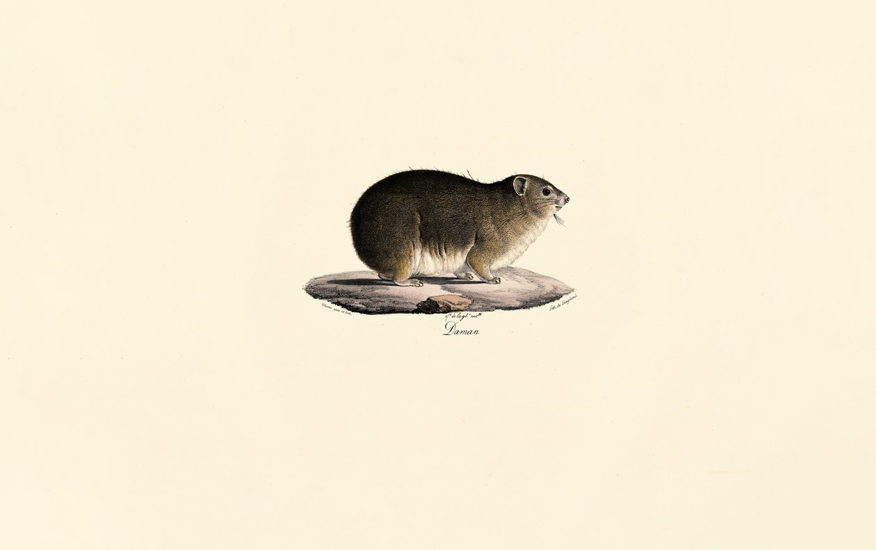 Hyrax des rochers - Jacques Christophe Werner