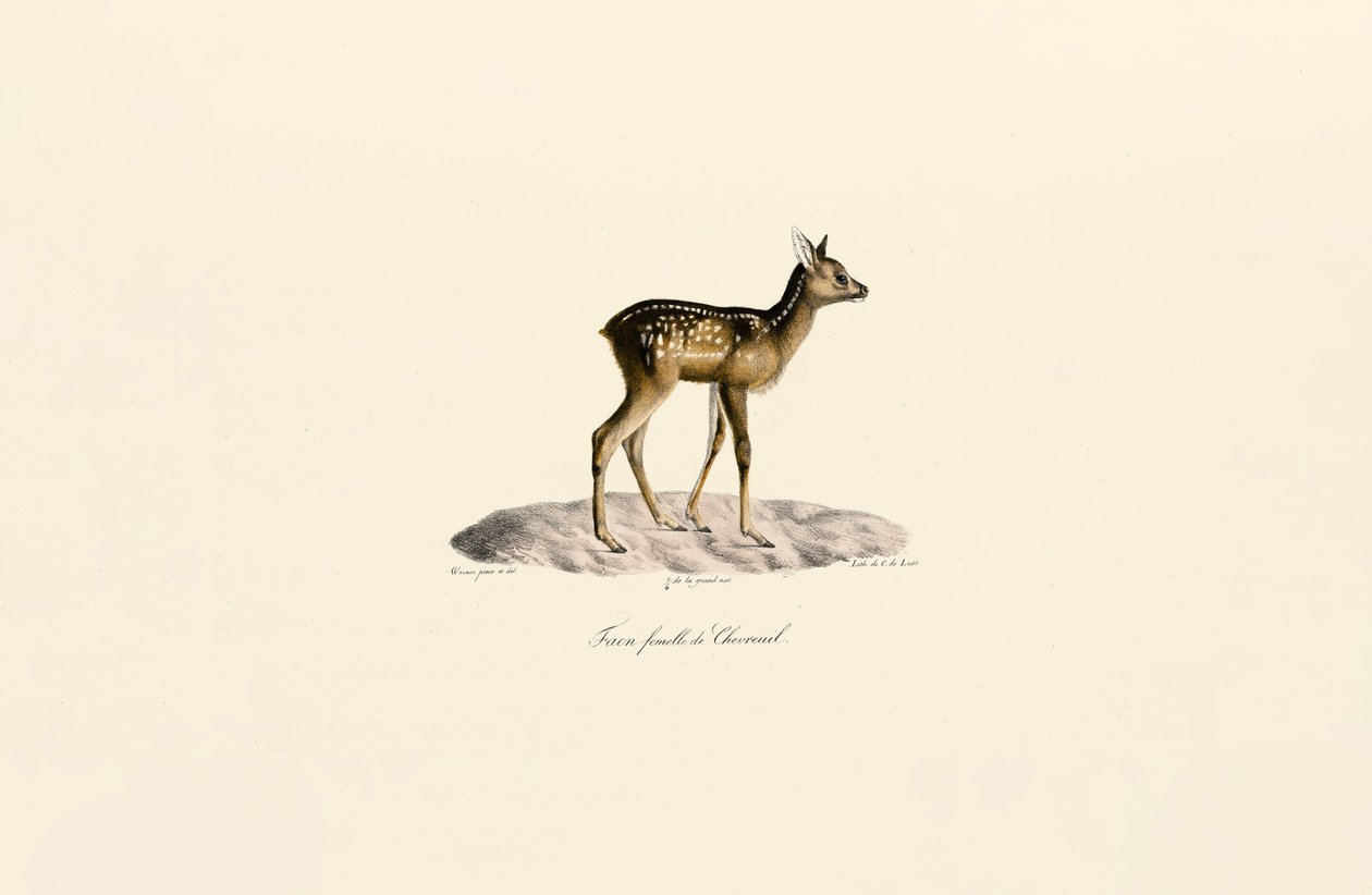 Chevreuil Fauve - Jacques Christophe Werner