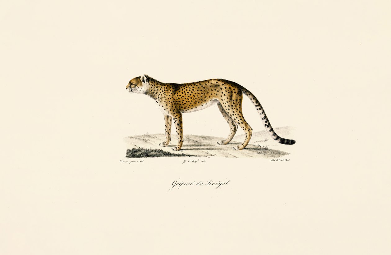 Sénégal Guépard - Jacques Christophe Werner