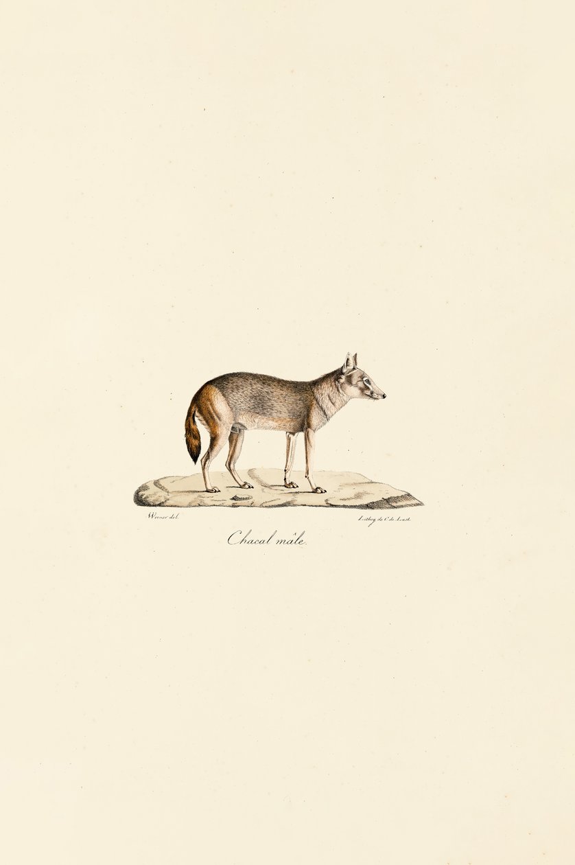 Jackal à rayures latérales - Jacques Christophe Werner