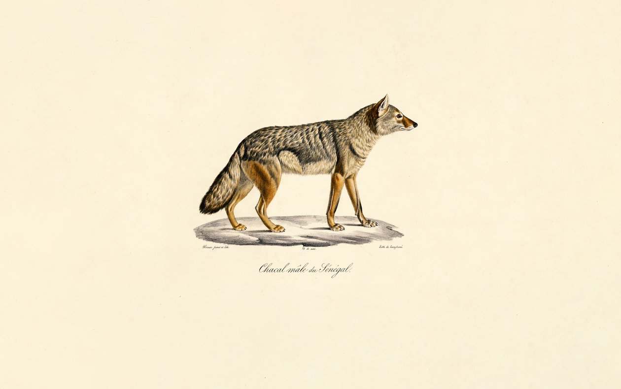Chacal à rayures latérales du Sénégal - Jacques Christophe Werner