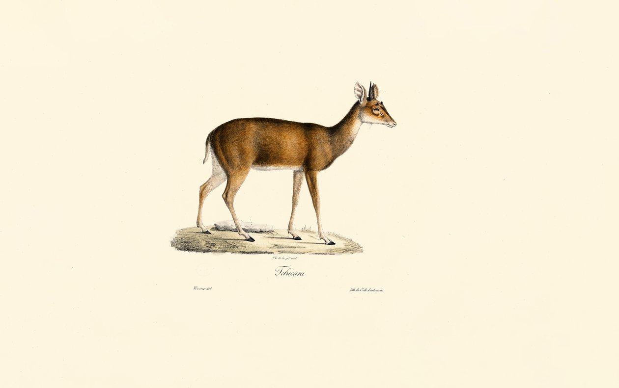 Sitatunga (Tachazan) - Jacques Christophe Werner