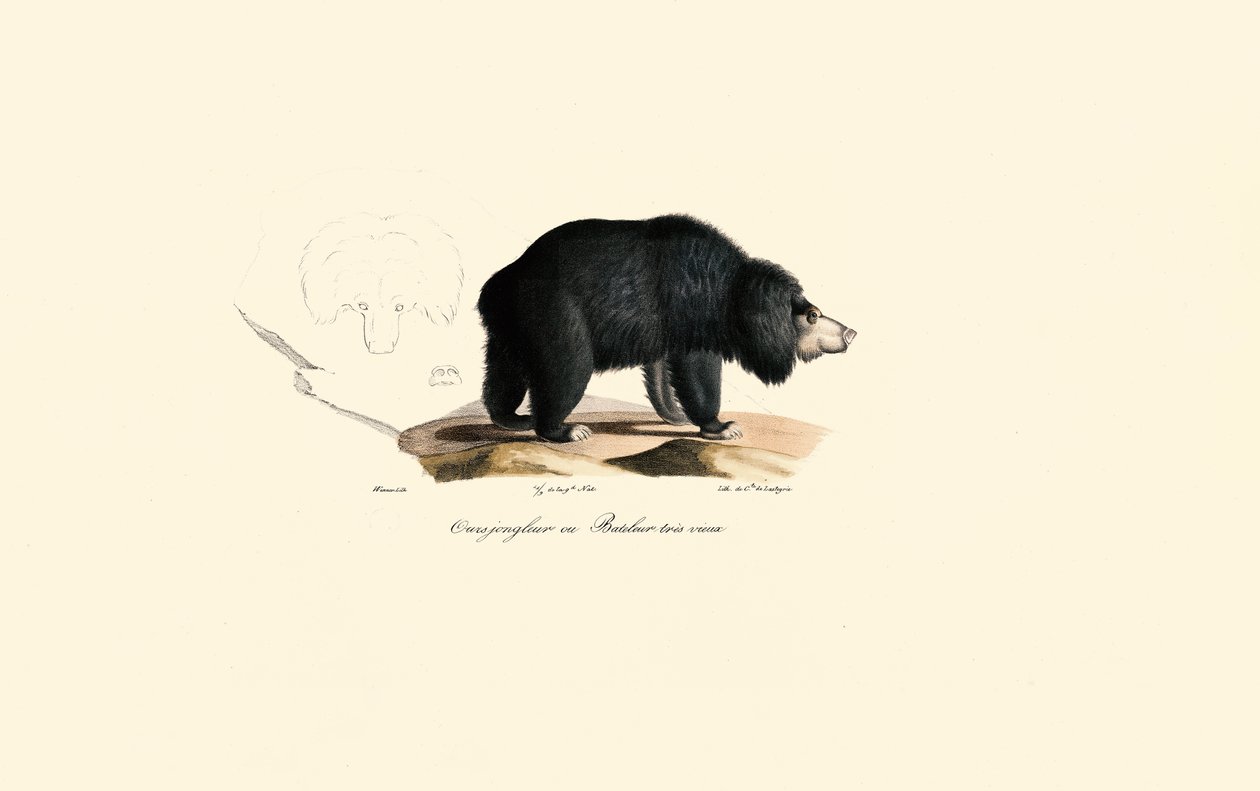Ours paresseux (vieil ours jongleur) - Jacques Christophe Werner