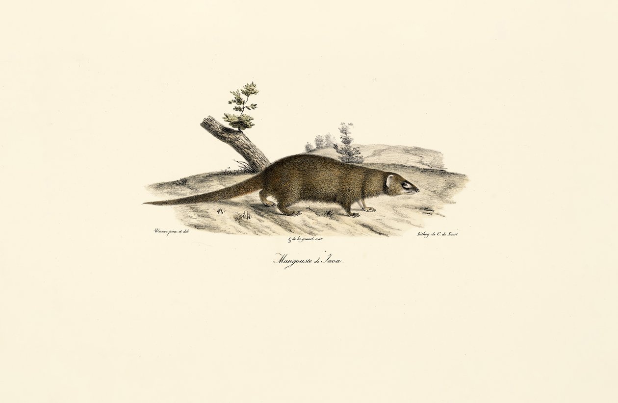 Petite mangouste asiatique - Jacques Christophe Werner