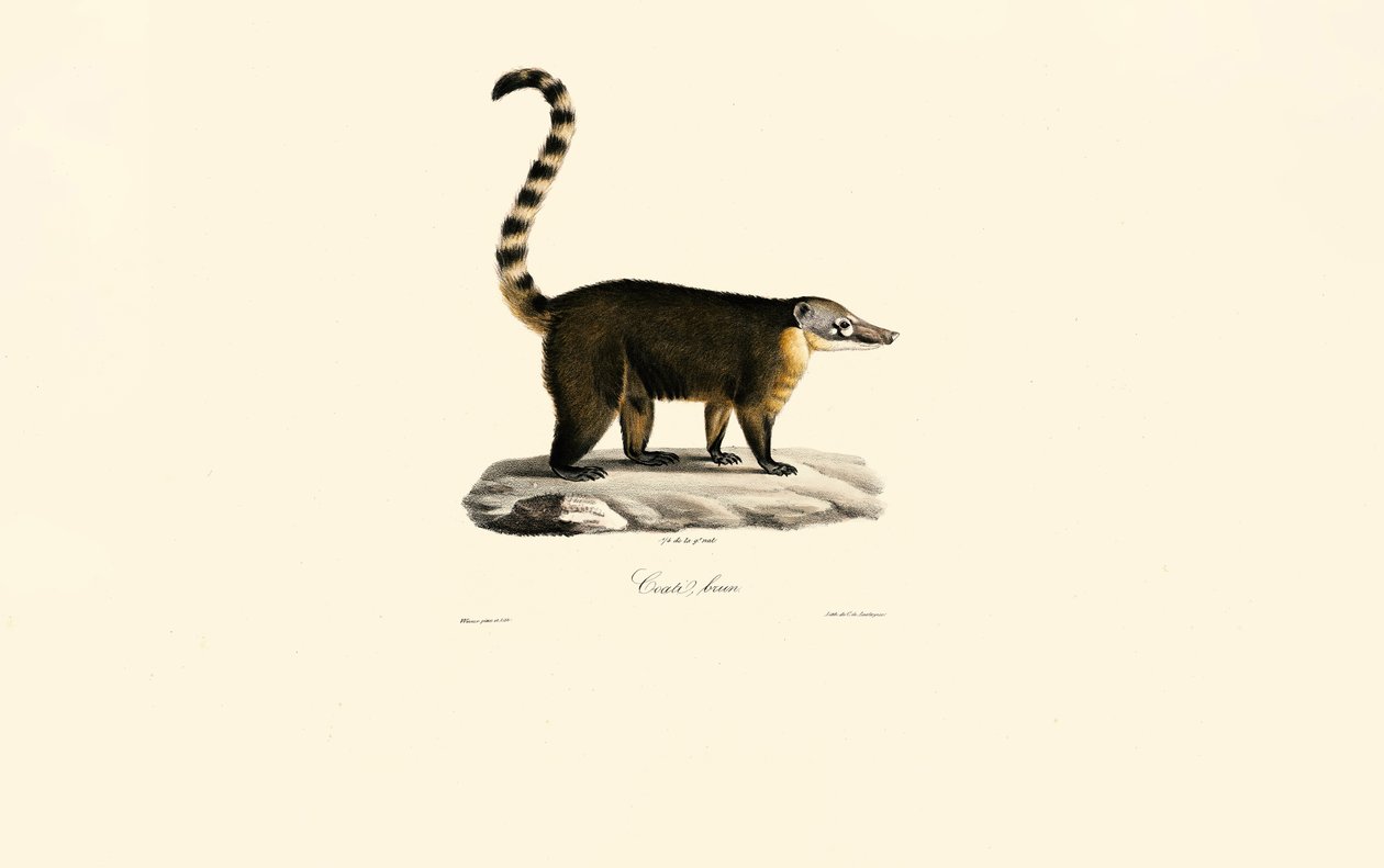 Coati d