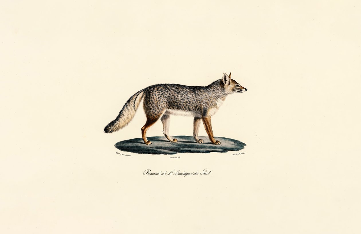 Renard d