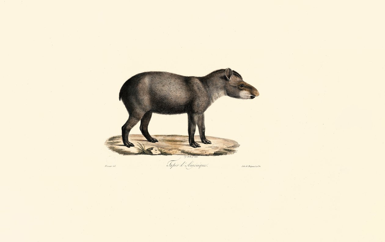 Tapir d