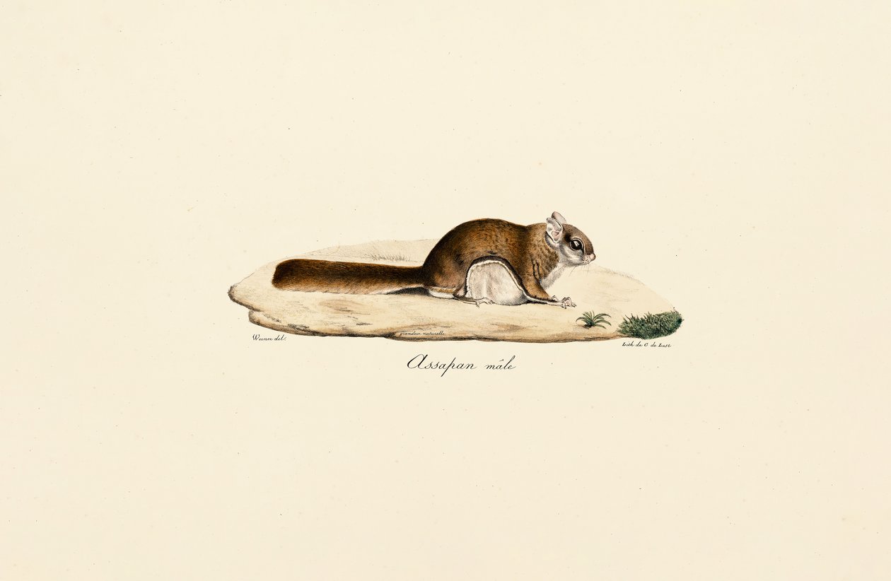 Petit polatouche (mâle) - Jacques Christophe Werner