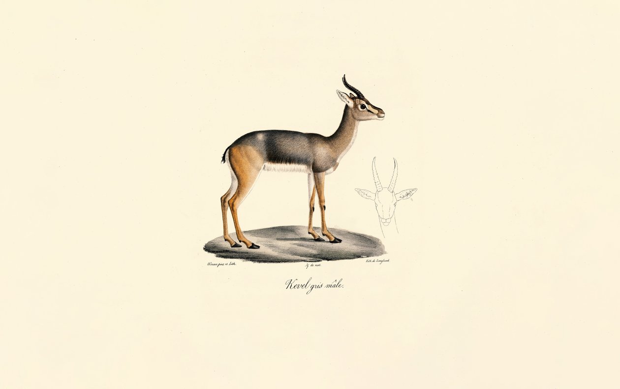 Fuligule milouin (Antilope de Révebi, mâle) - Jacques Christophe Werner