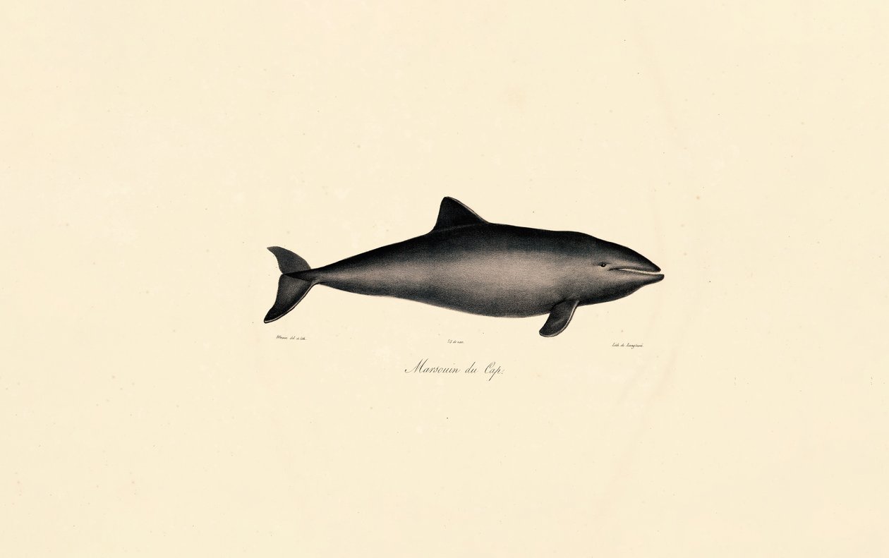 Baleine franche australe Dauphin - Jacques Christophe Werner