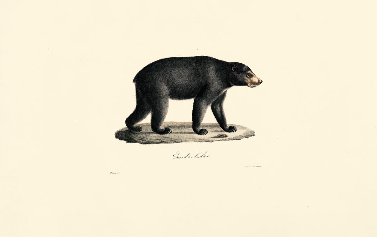 Ours solaire (Ours malais) - Jacques Christophe Werner