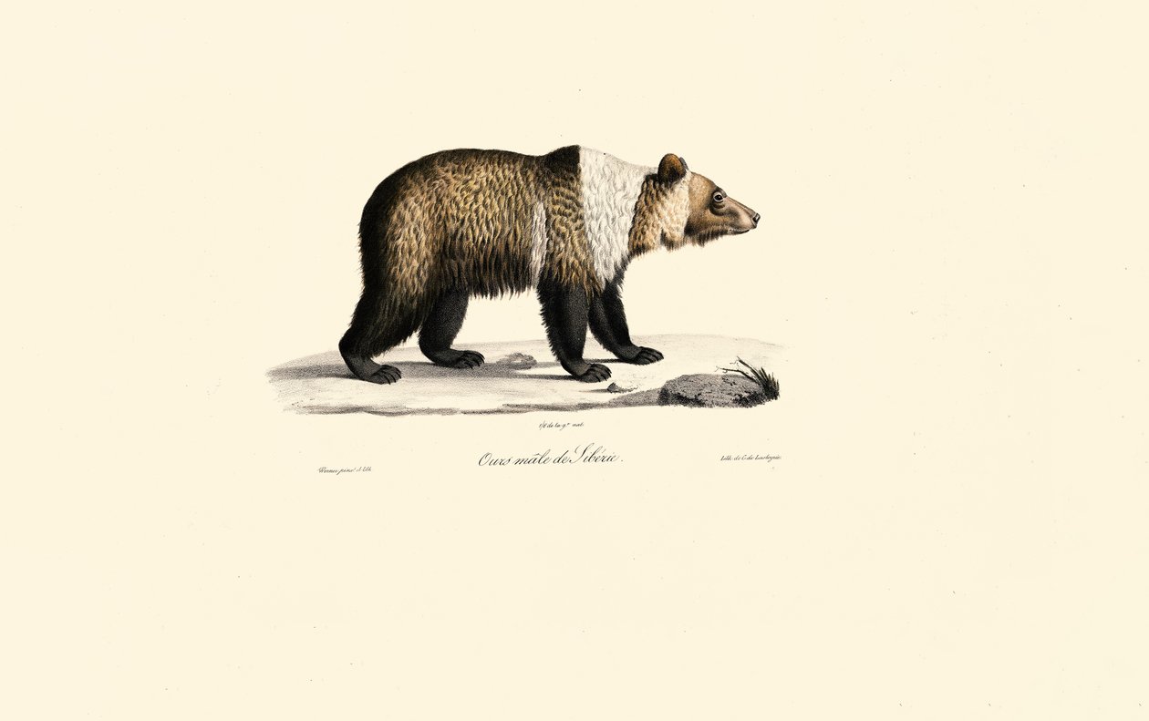 Ours brun de Syrie (Ursus arctos syriacus) - Jacques Christophe Werner