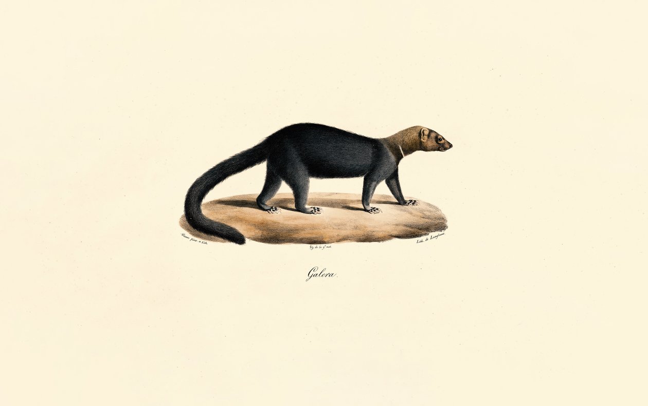 Tayra - Jacques Christophe Werner