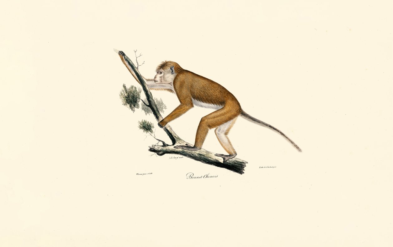 Macaque du Tibet - Jacques Christophe Werner