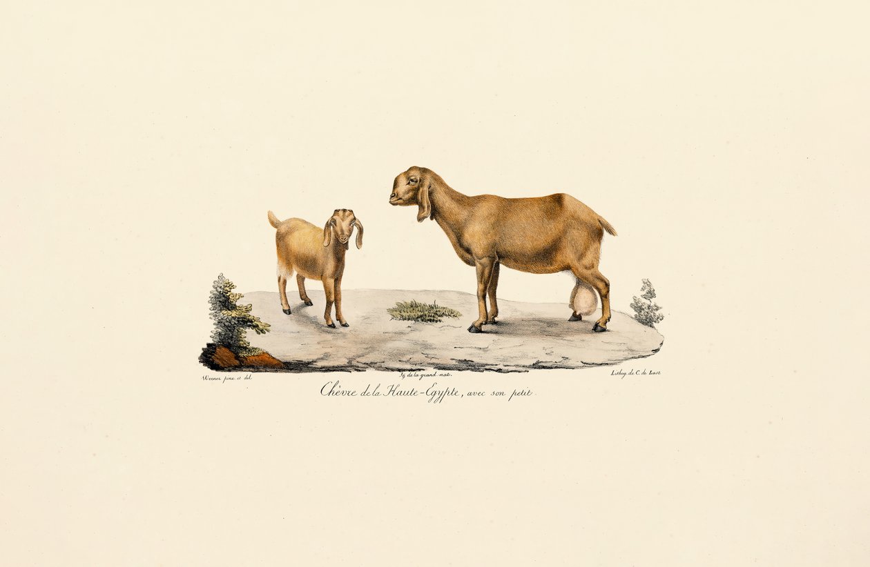 Chèvre de Haute-Égypte avec chevreau - Jacques Christophe Werner