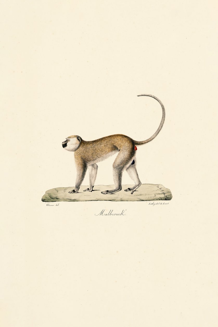 Singe Vervet (Malbrouck) - Jacques Christophe Werner