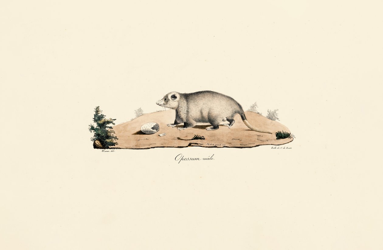 Opossum de Virginie - Jacques Christophe Werner