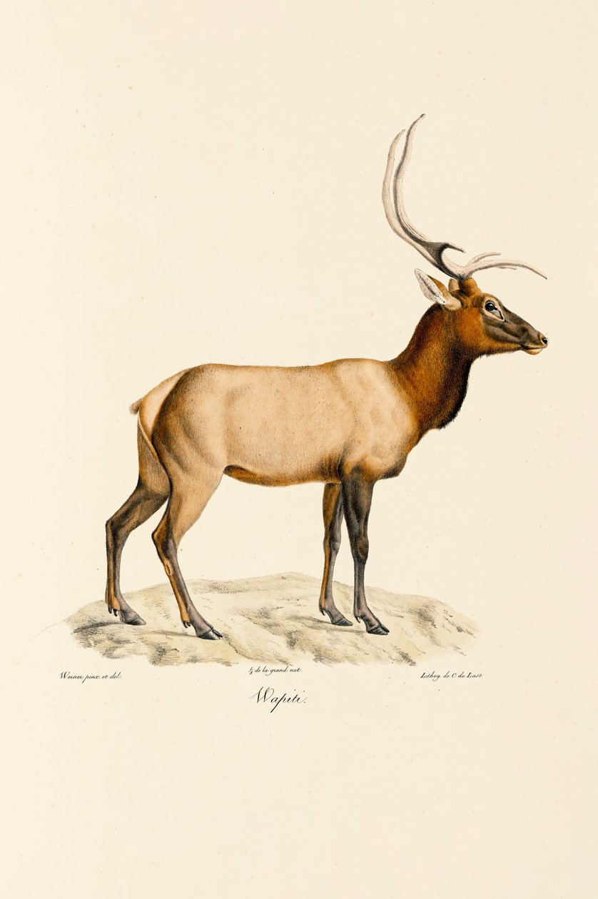 Wapiti - Jacques Christophe Werner