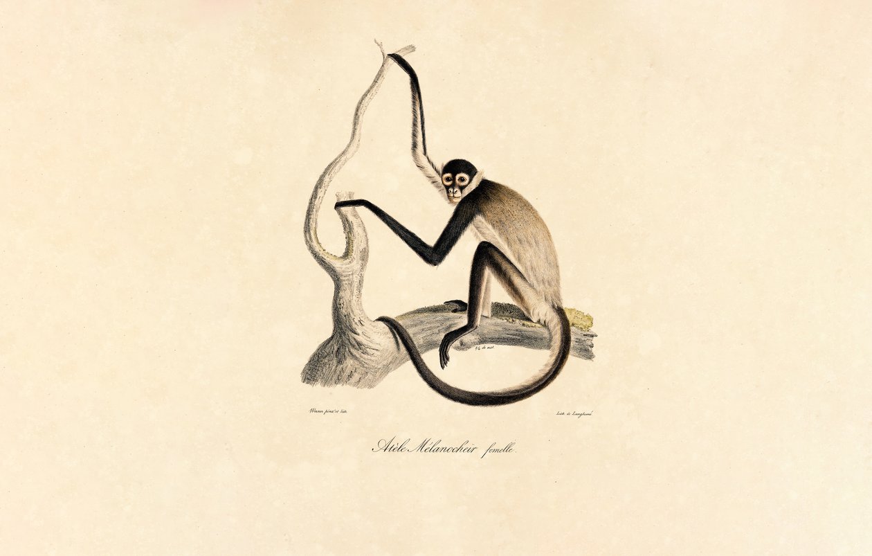 Singe-araignée à ventre blanc (femelle) - Jacques Christophe Werner